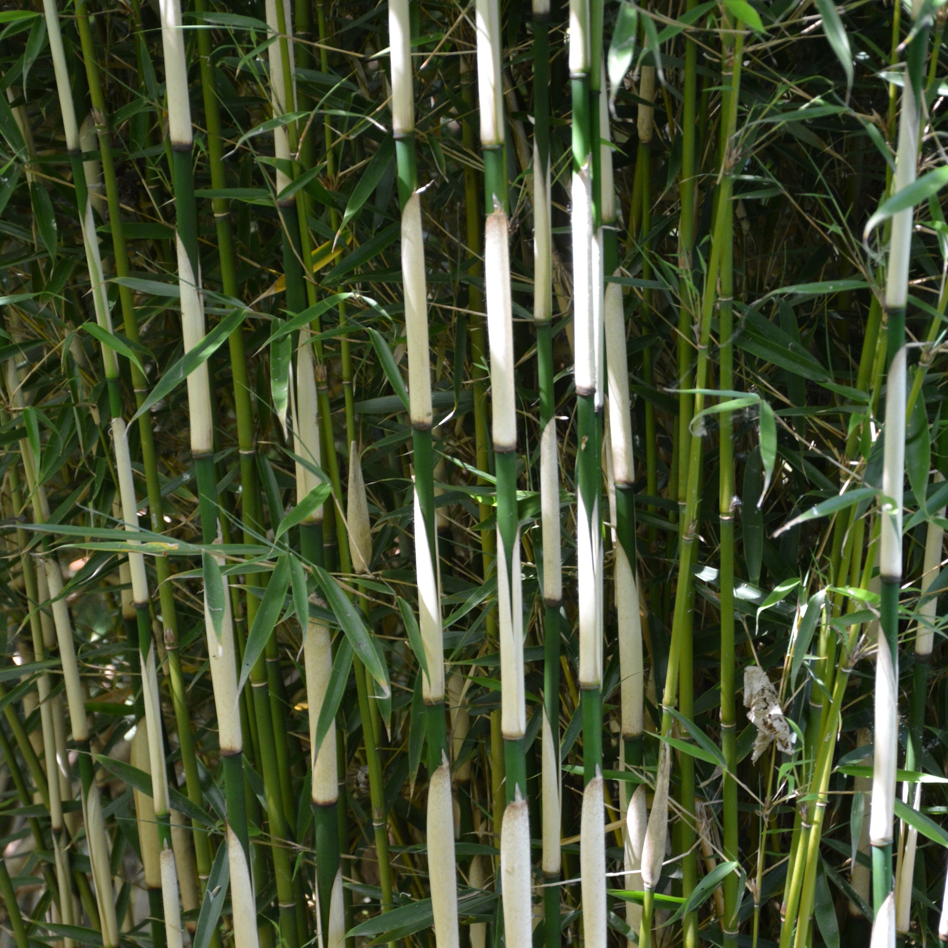 Bamboe Fargesia 'Campell' - Bakker
