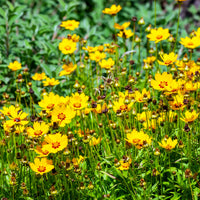 Meisjesogen - Coreopsis lanceolata Sterntaler - Bakker