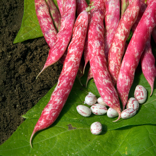 Kievitsboon 'Flambo' / 'Obtention Clause' - Bakker