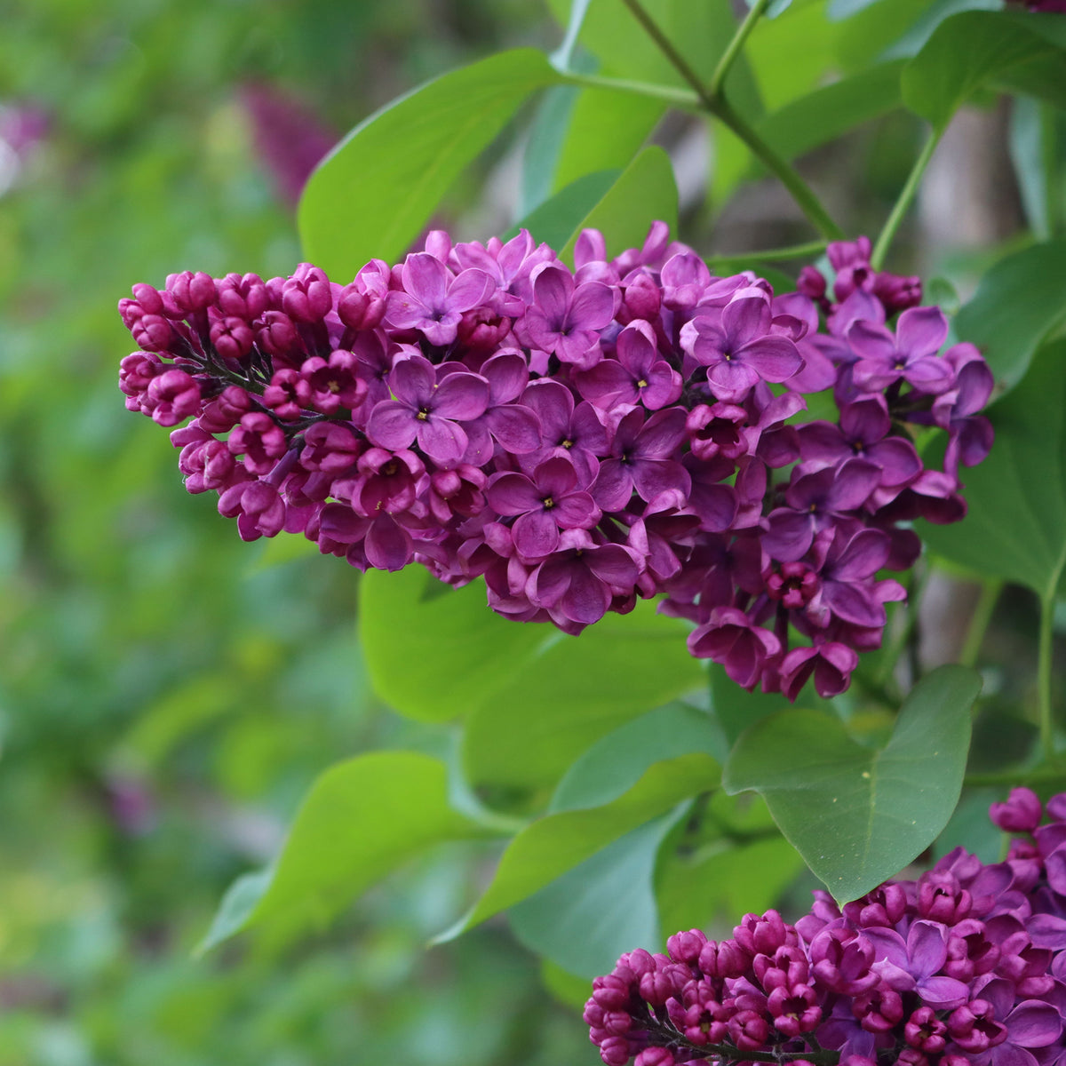 Syringa vulgaris Charles Joly - Dubbelbloemige sering - rood - Sering