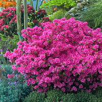 Japanse azalea - roze - Azalea japonica pink - Bakker