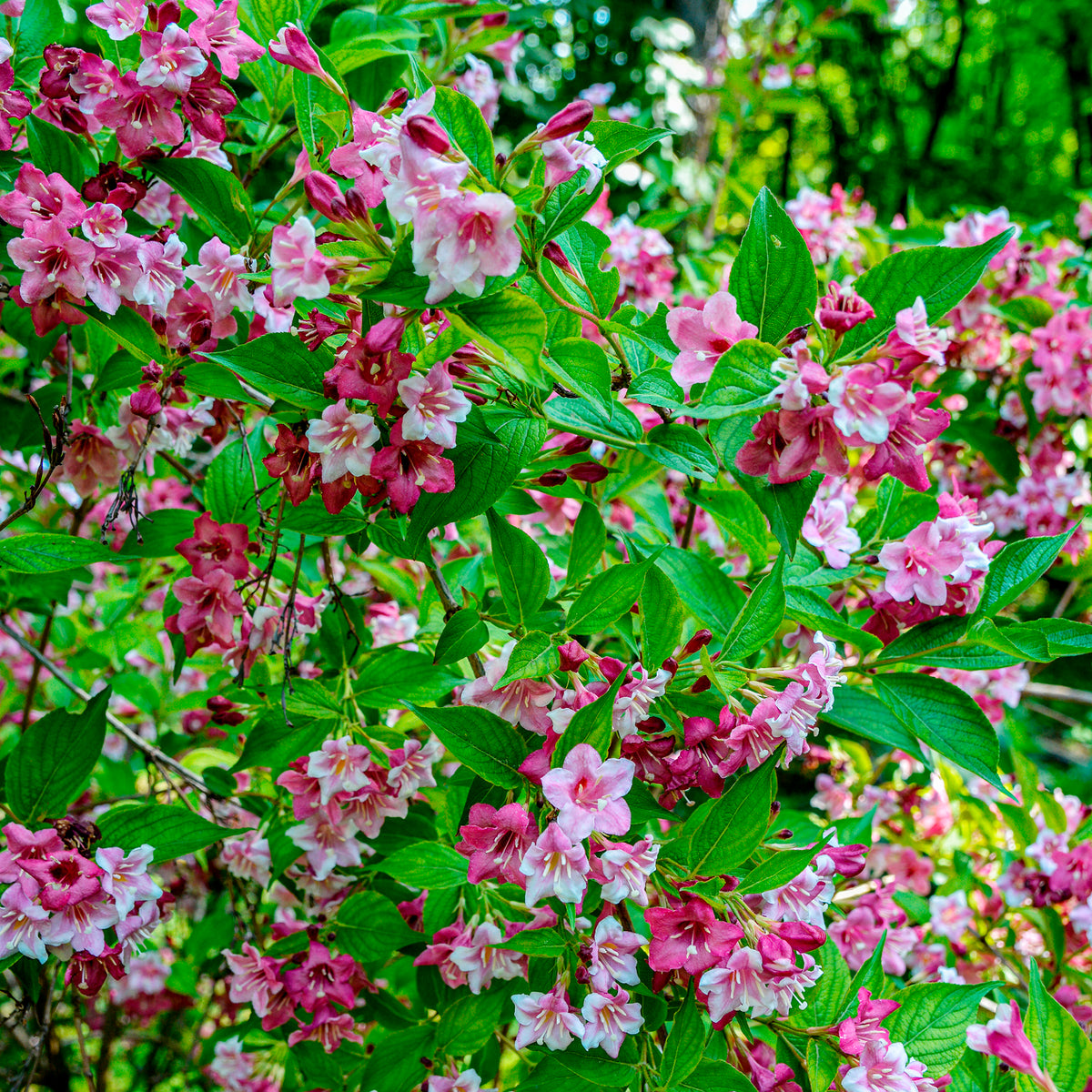 Bloeiende heesters - Weigelia 'Pink Princess' - Weigela pink princess
