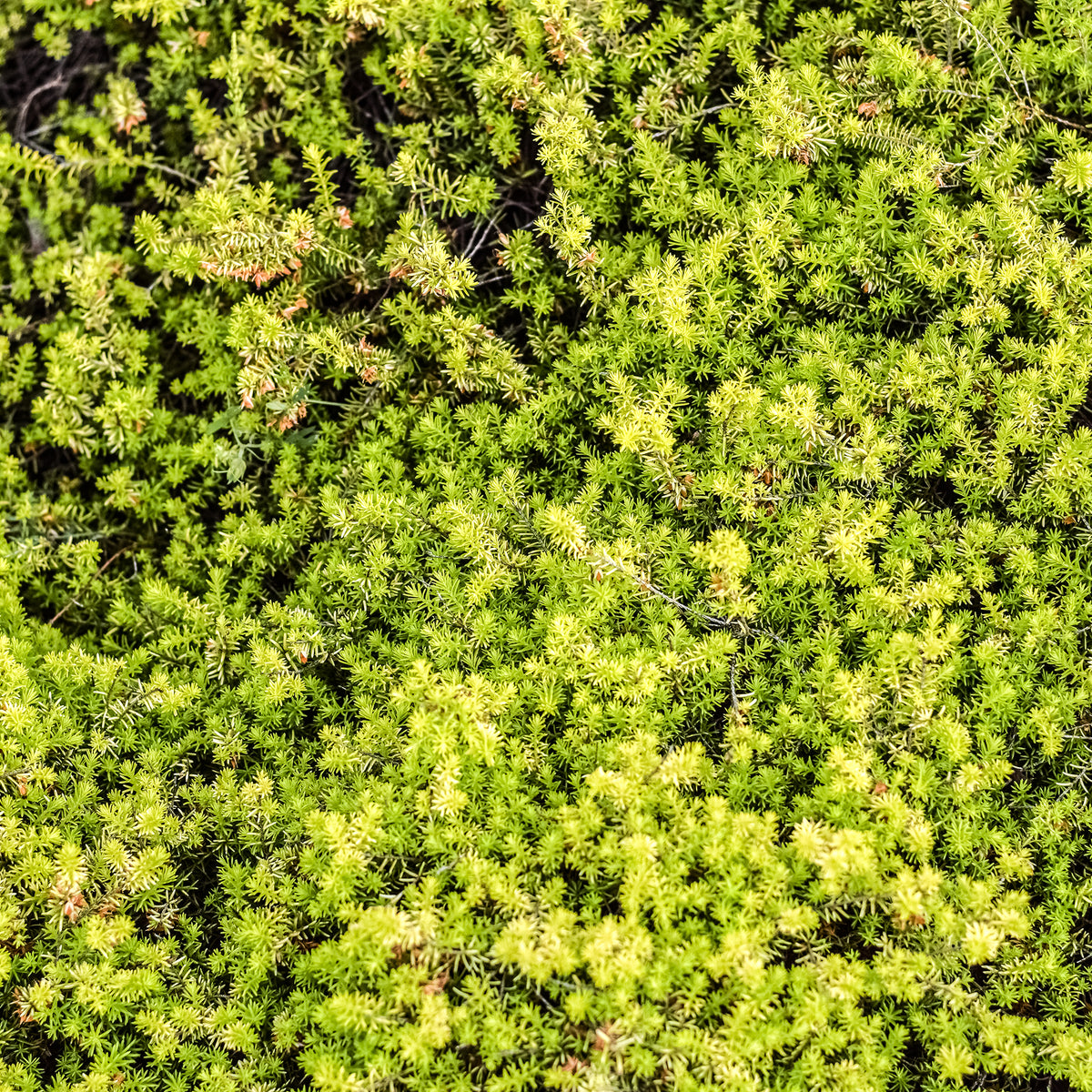 Winterheide 'Golden Starlet'