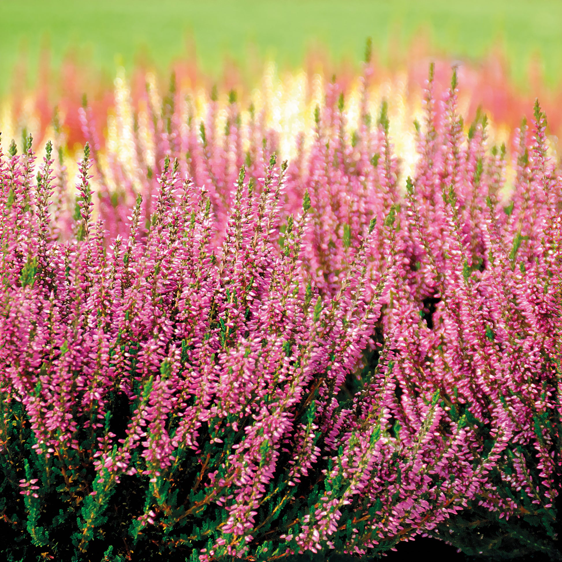 Dopheide 'Marlies' - Calluna vulgaris marlies - Bakker