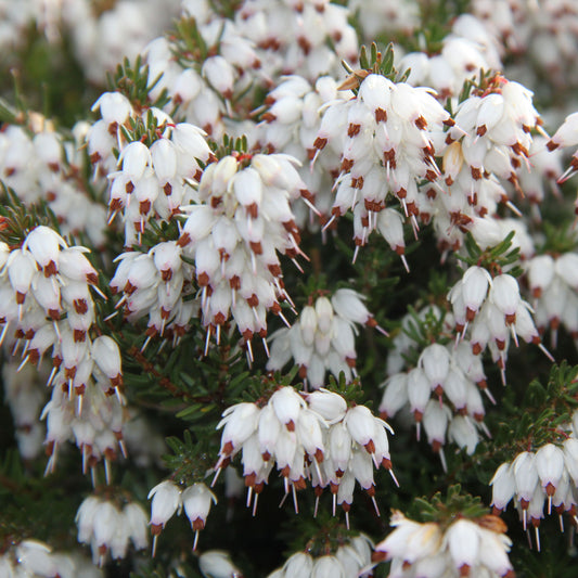 Winterheide 'White Glow' - Bakker