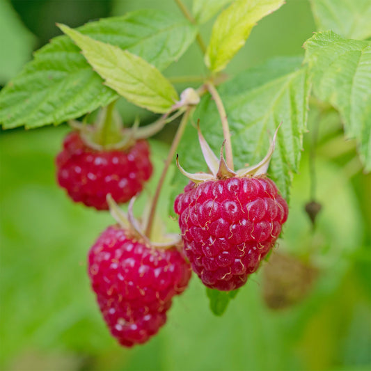 Framboos 'Zeva' - Bakker