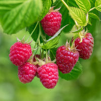 Rubus idaeus zeva - Framboos 'Zeva' - Frambooos