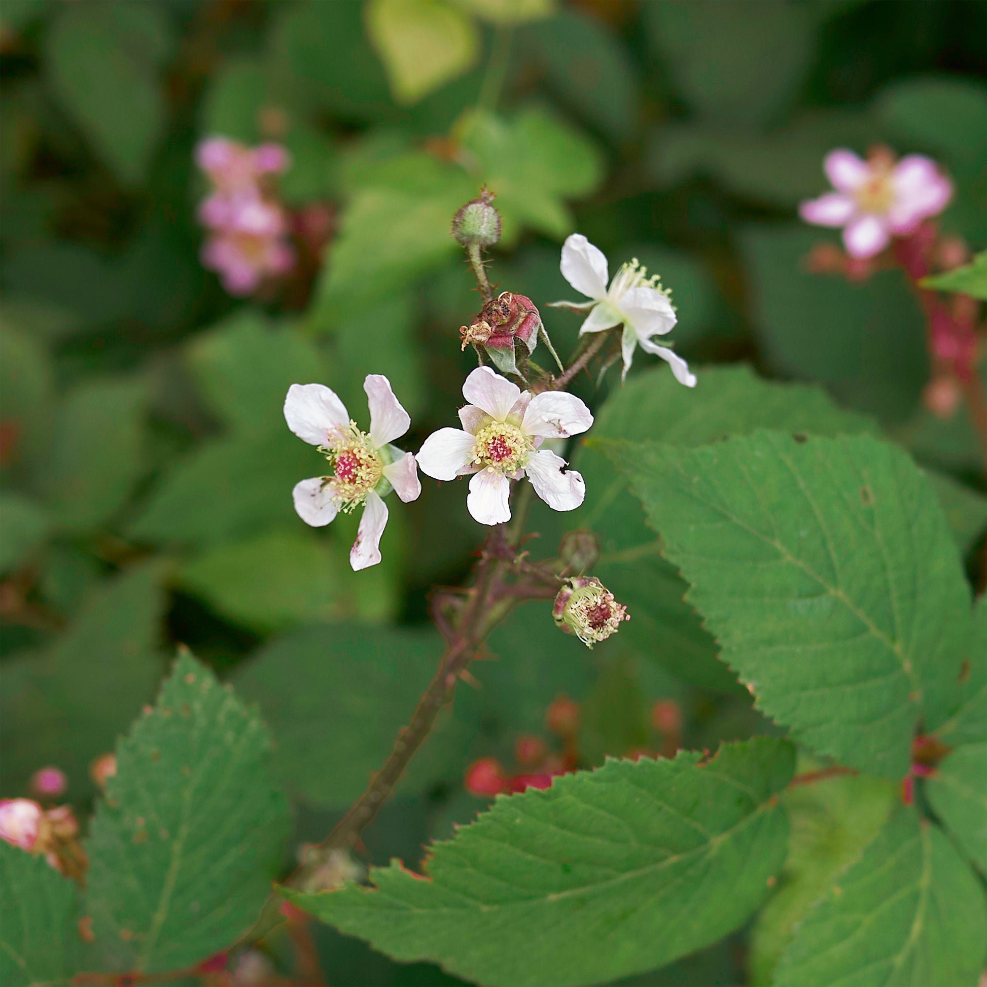 Frambooos - Framboos 'Zeva' - Rubus idaeus zeva