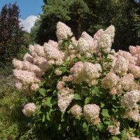 Pluimhortensia 'Phantom' - Hydrangea paniculata phantom - Bakker