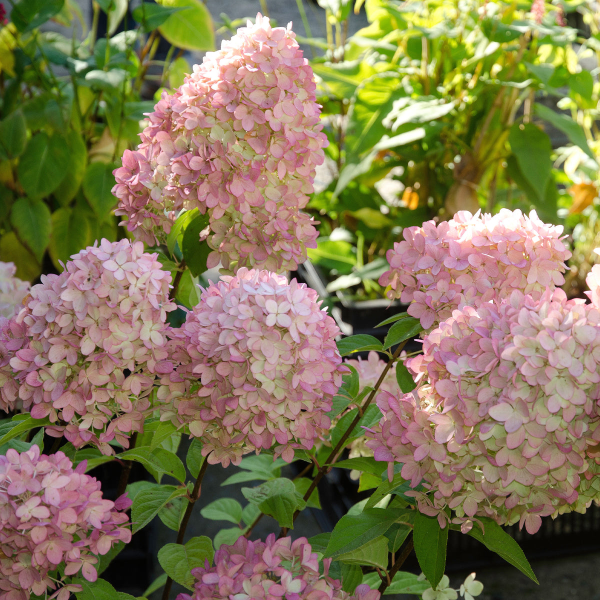 Pluimhortensia - Pluimhortensia Magical® 'Candle' - Hydrangea paniculata magical ® candle