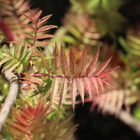 Bloeiende heesters - Lijsterbesspirea 'Pink Hopi'® - Sorbaria sorbifolia pink hopi ®