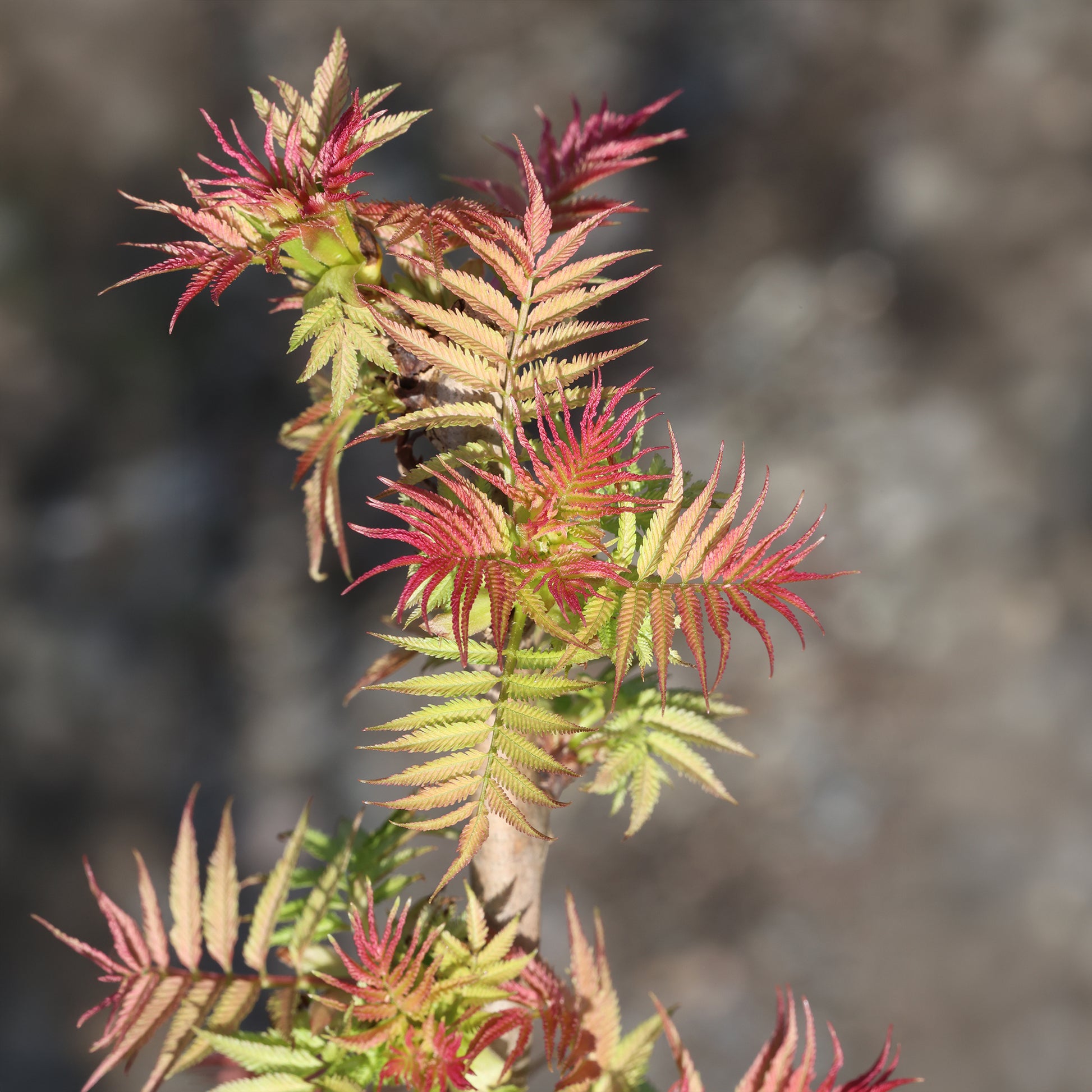 Verkoop Lijsterbesspirea 'Pink Hopi'® - Sorbaria sorbifolia pink hopi ®