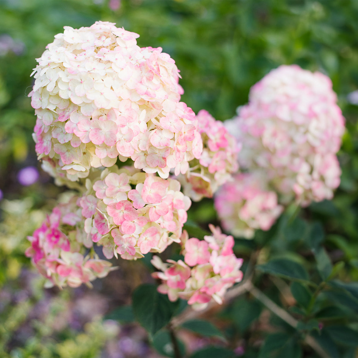 Pluimhortensia 'Framboisine ® Rensam'