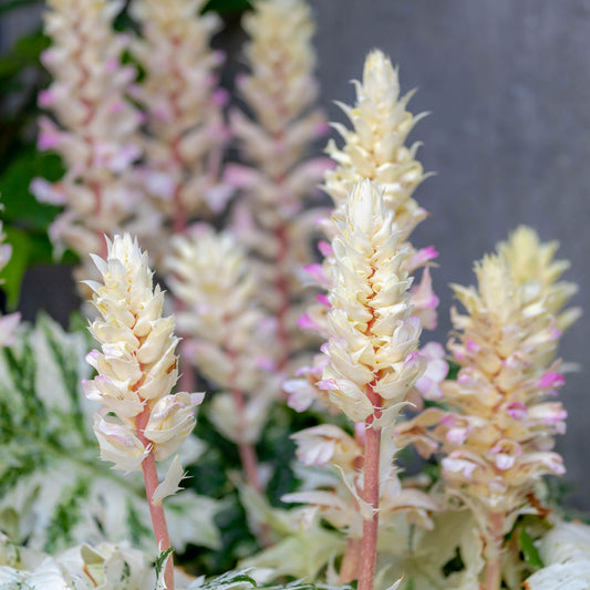 Stekelige berenklauw de Tasmanie Angel - Bakker