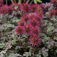 Stekelnootje Kupferteppich - Acaena microphylla Kupferteppich - Bakker