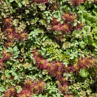 Stekelnootje Kupferteppich - Bakker