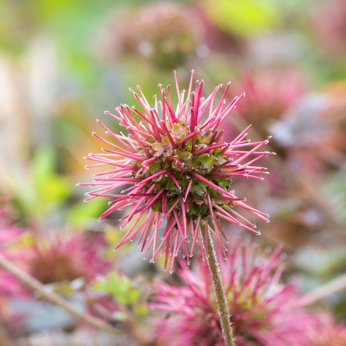 Acaena microphylla Kupferteppich - Stekelnootje Kupferteppich - Vaste planten