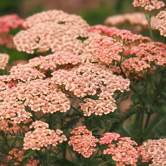 Duizendblad millefeuilles Apricot Delight