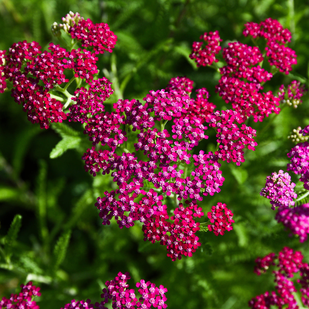 Duizendblad Cerise Queen - Bakker