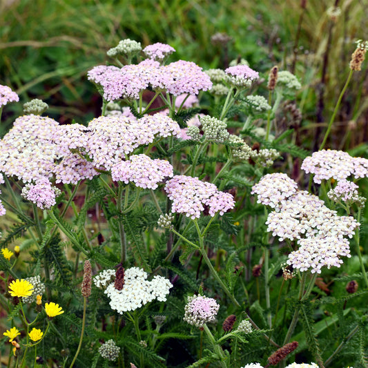Duizendblad Lilac Beauty - Bakker