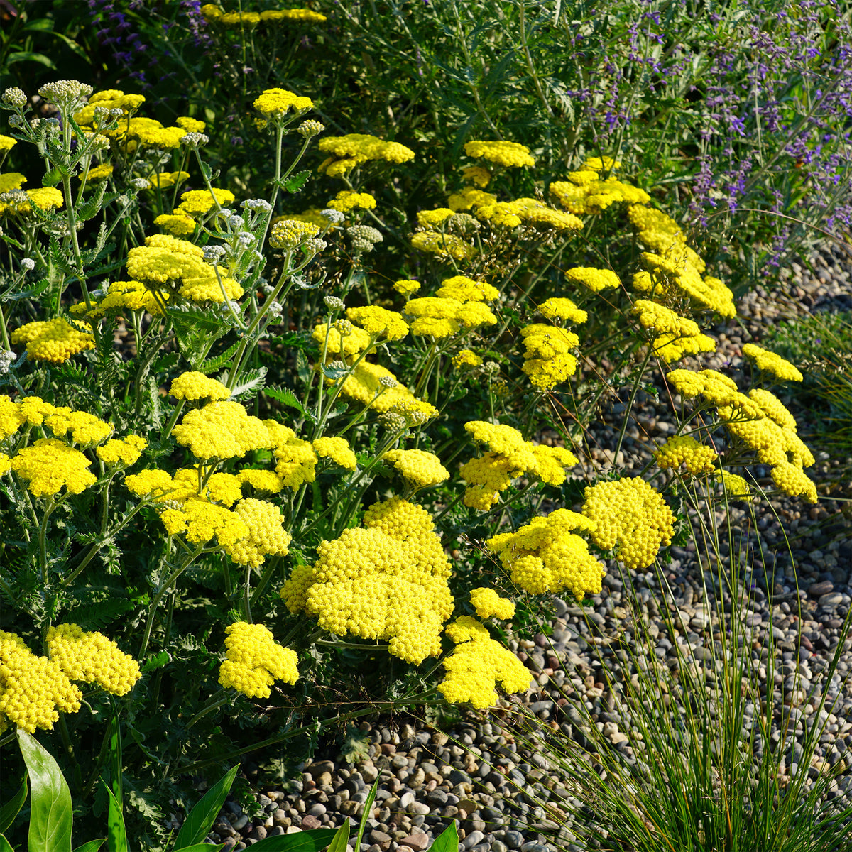 Verkoop Duizendblad 'Little Moonshine' - Achillea moonshine