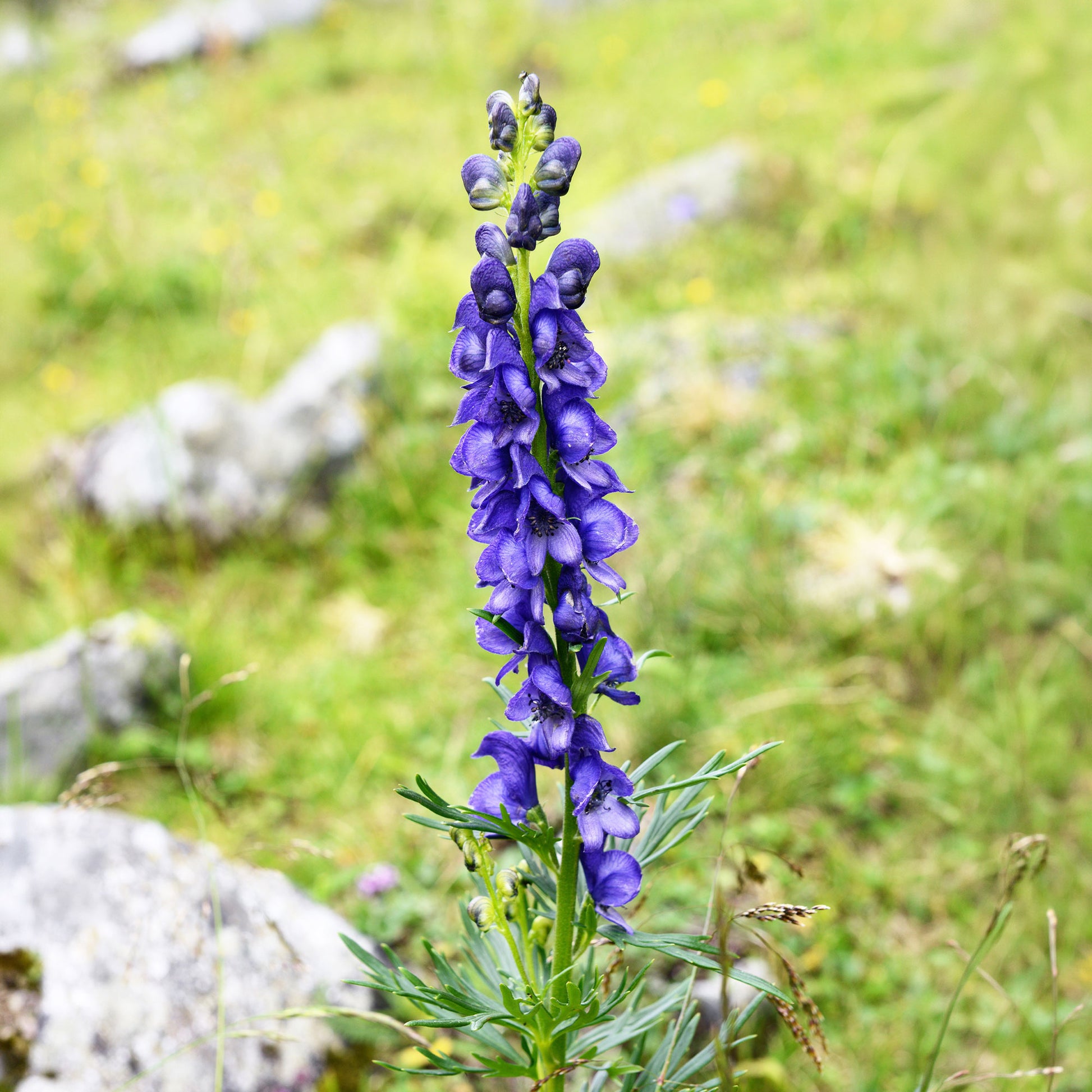 Verkoop Monnikskap Casque de Jupiter - Aconitum napellus