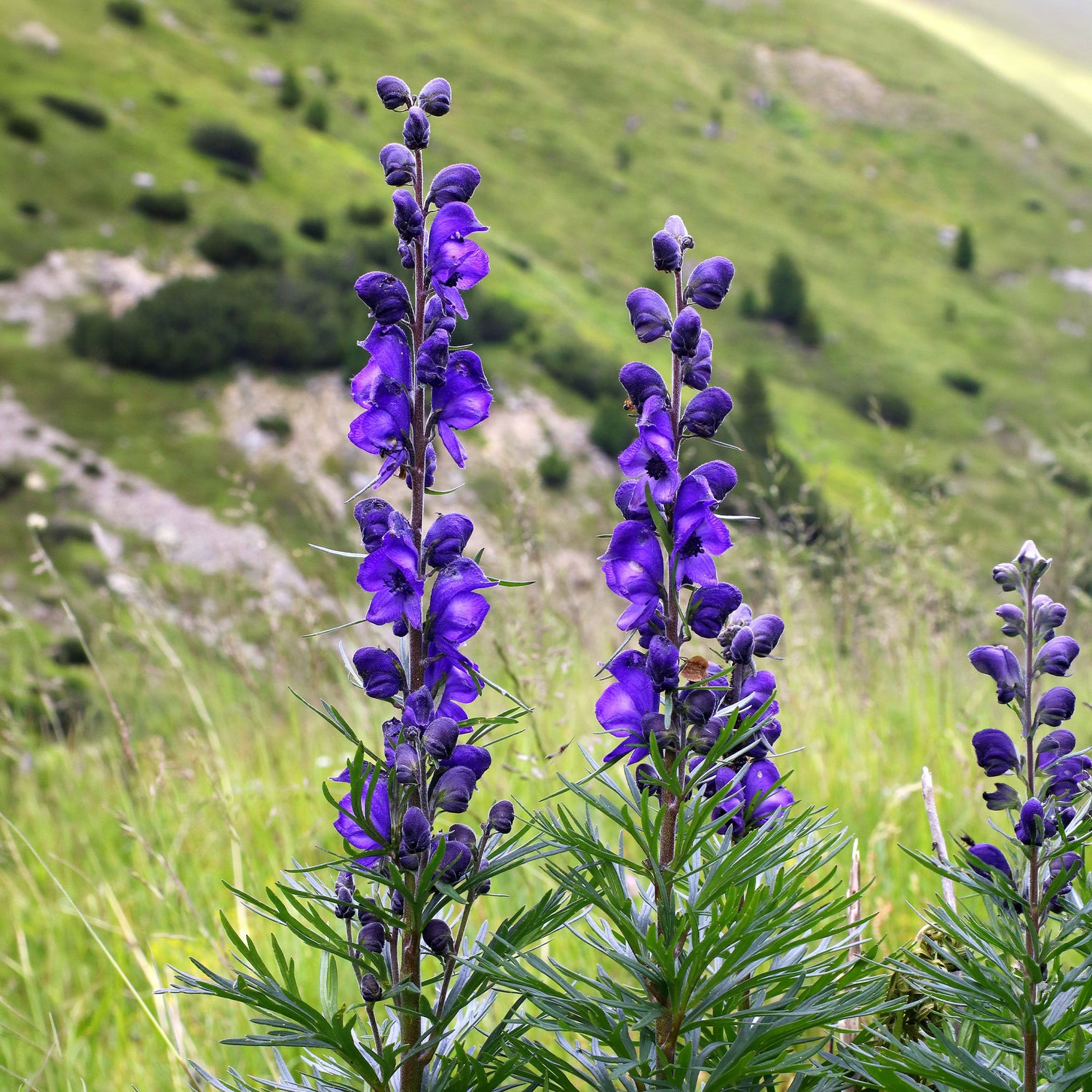 Aconitum napellus - Monnikskap