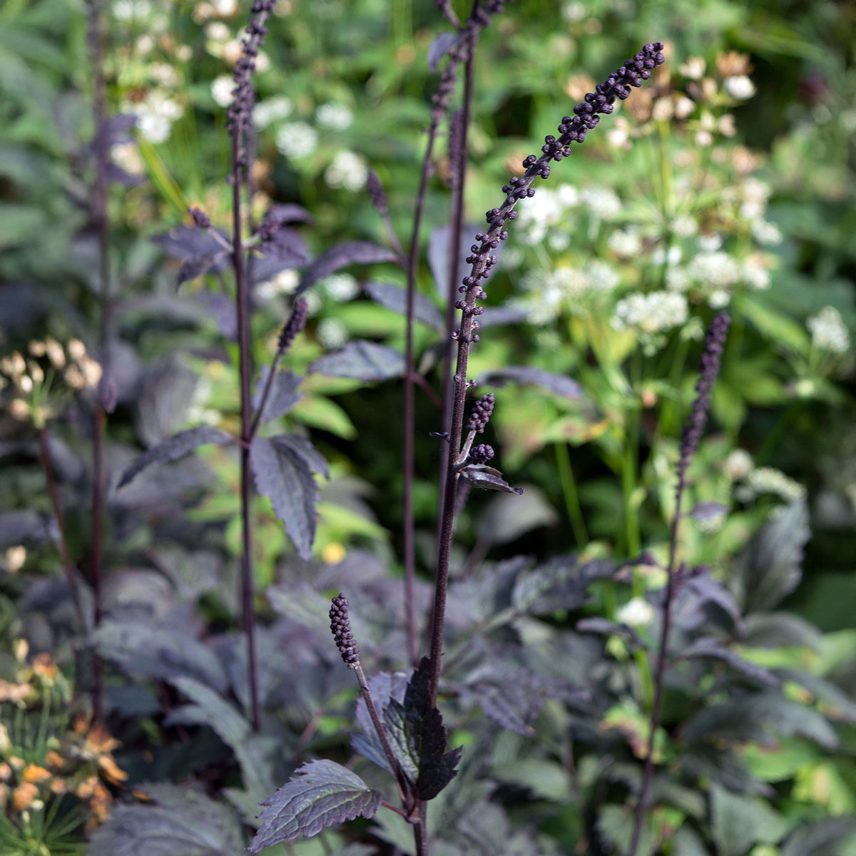Actaea simplex Brunette - Christoffelkruid Brunette - Zilverkaars