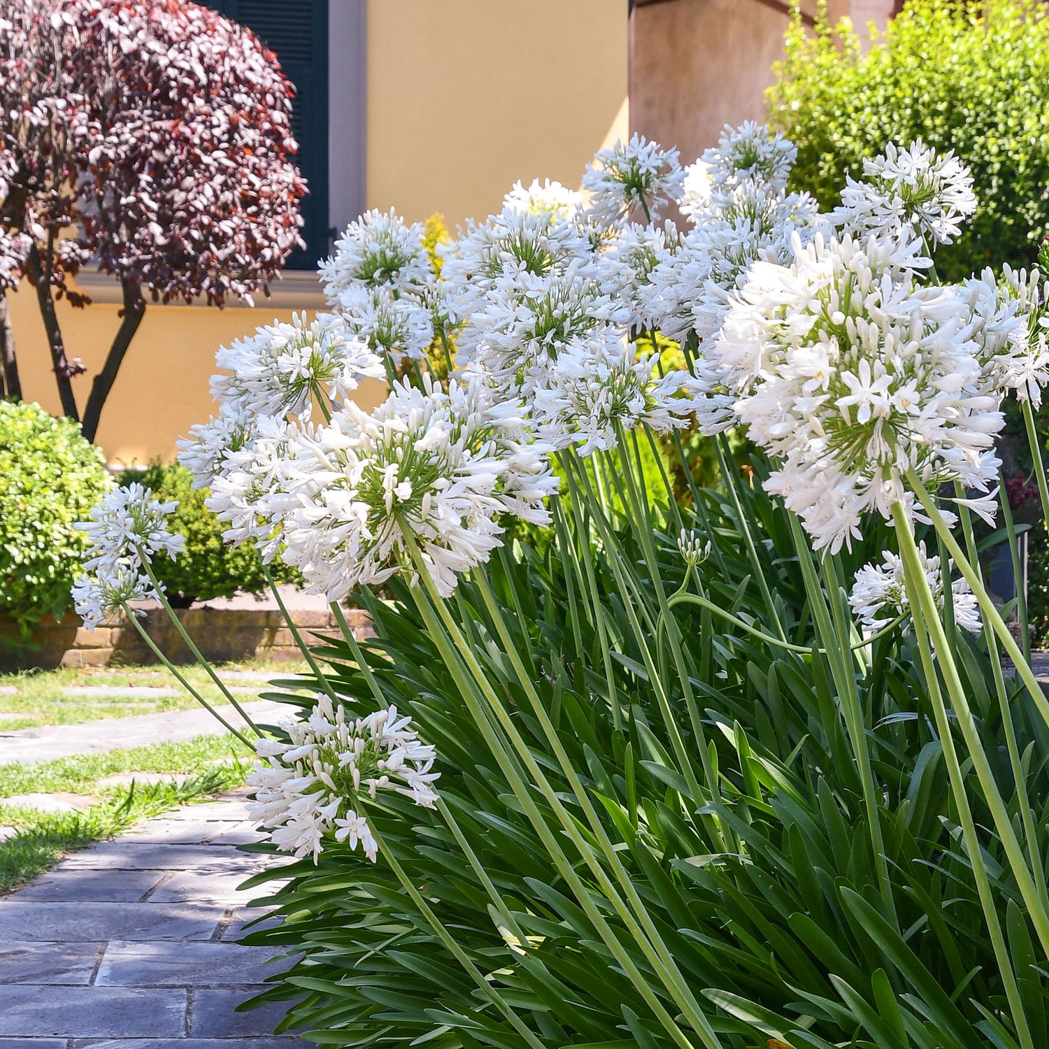Agapanthus africanus - Afrikaanse kaapse lelie