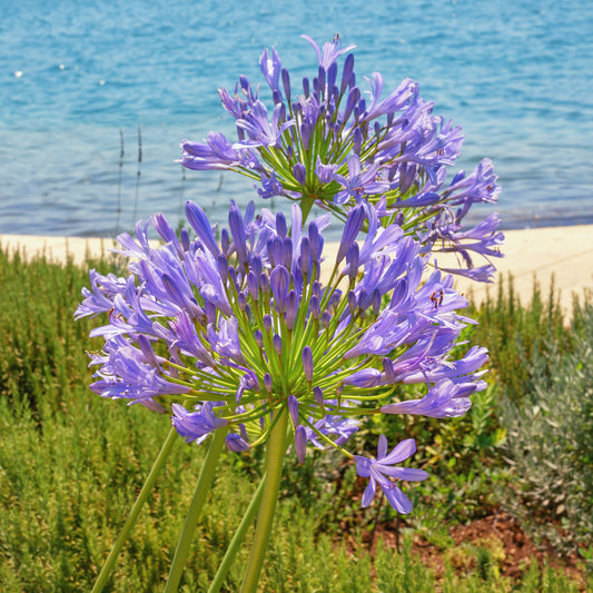 Afrikaanse lelie - Bakker