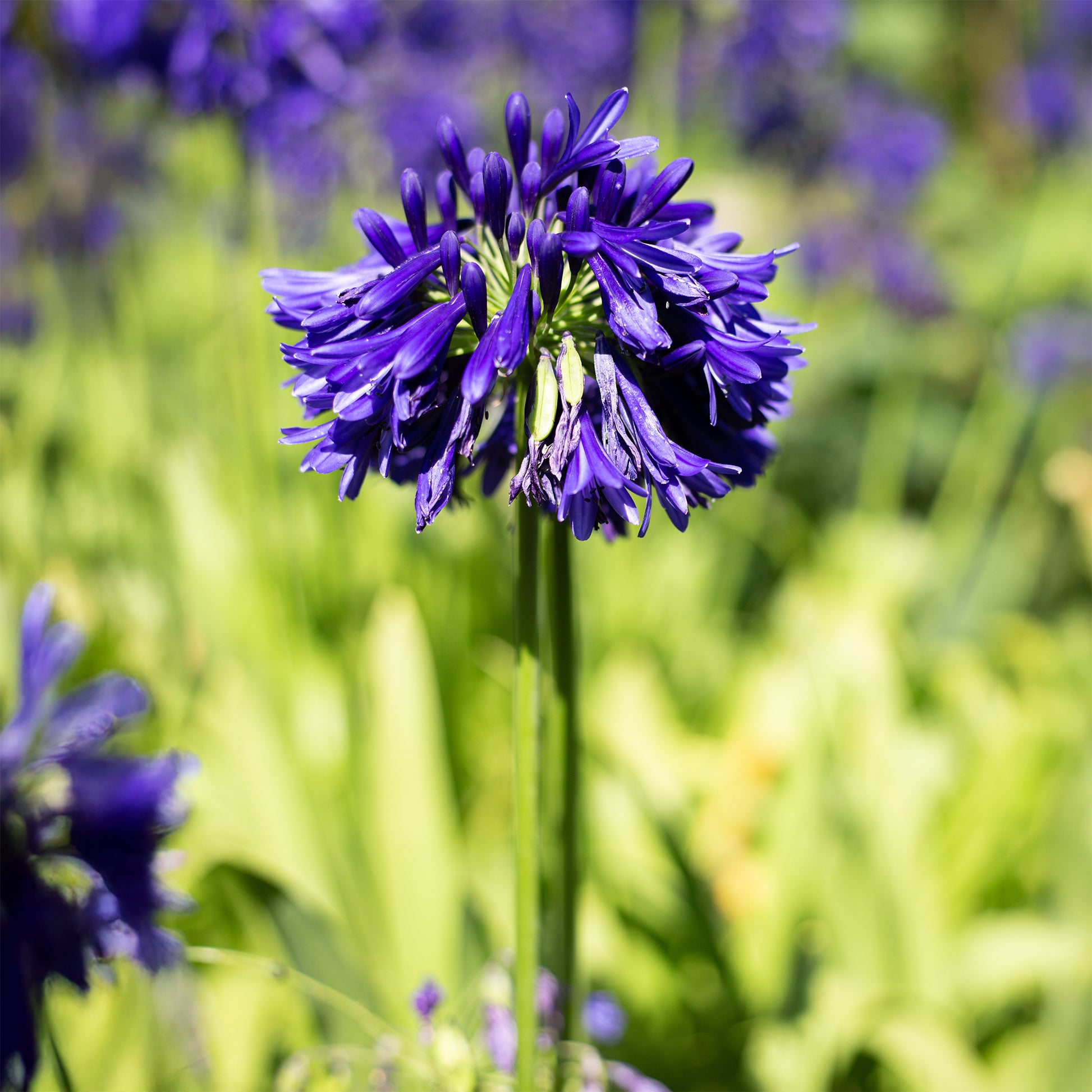 Agapanthus Purple Cloud / Afrikaanse lelie - Agapanthus purple cloud - Bakker