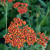Duizendblad Safran' - Bakker