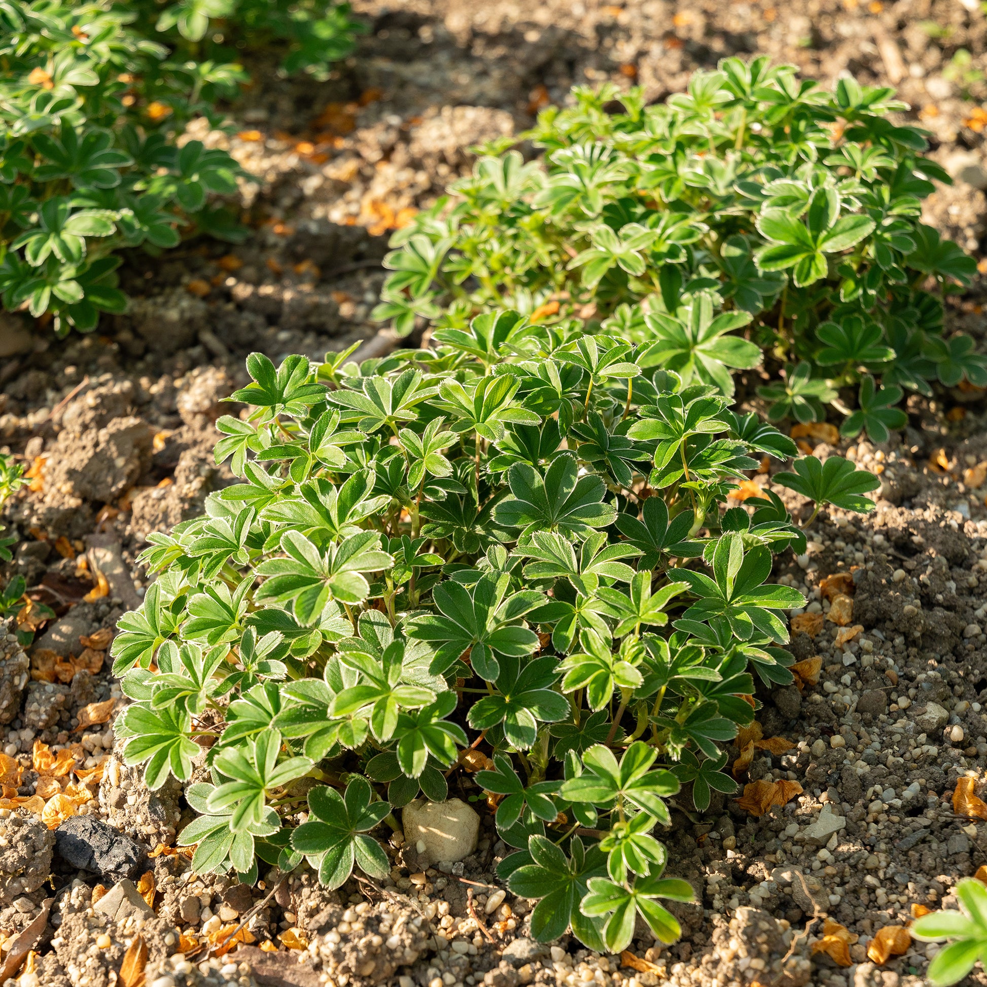Alchemilla alpina - Alpiene vrouwenmantel - Alchemilla - Vrouwenmantel