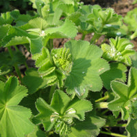 Vrouwenmantel - Alchemilla epipsila - Bakker