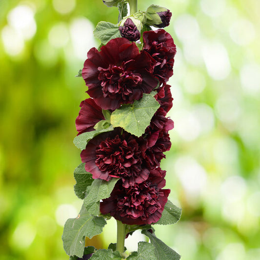 Stokroos Chaters Double Purple - Bakker