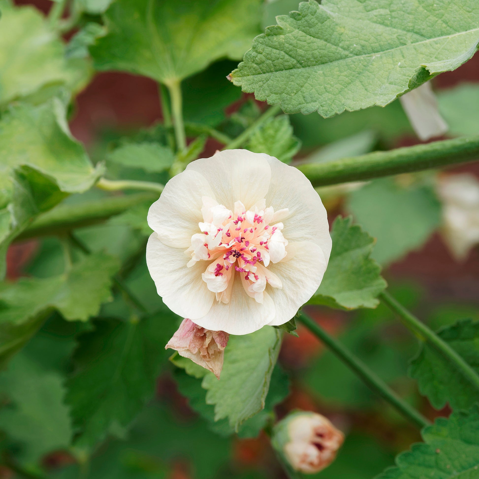 Stokroos vivace Parkallee - Alcalthaea suffrutescens Parkallee - Bakker