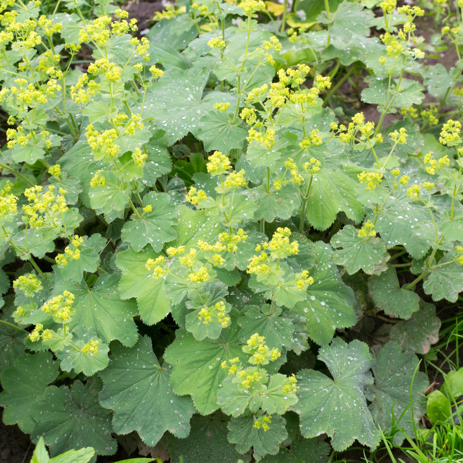 Alchemilla vulgaris - Vrouwenmantel - Vaste planten