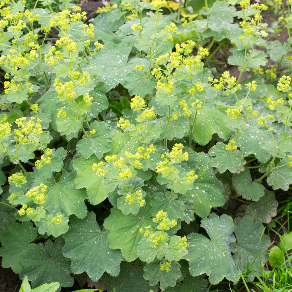 Alchemilla vulgaris - Vrouwenmantel - Vaste planten