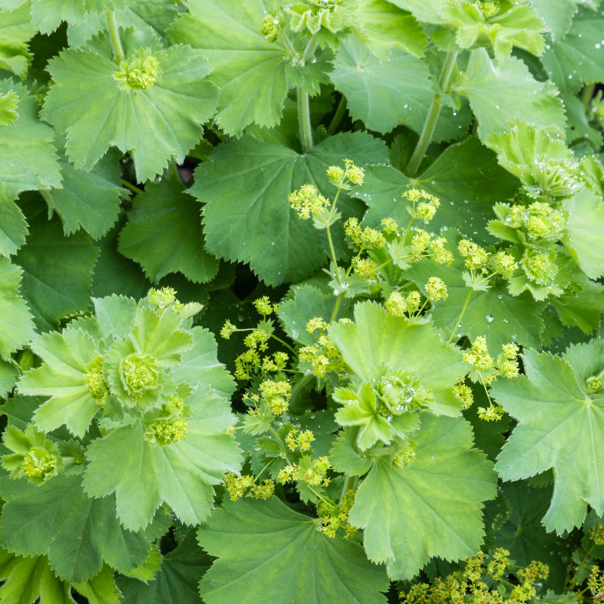 Vaste planten - Vrouwenmantel - Alchemilla vulgaris