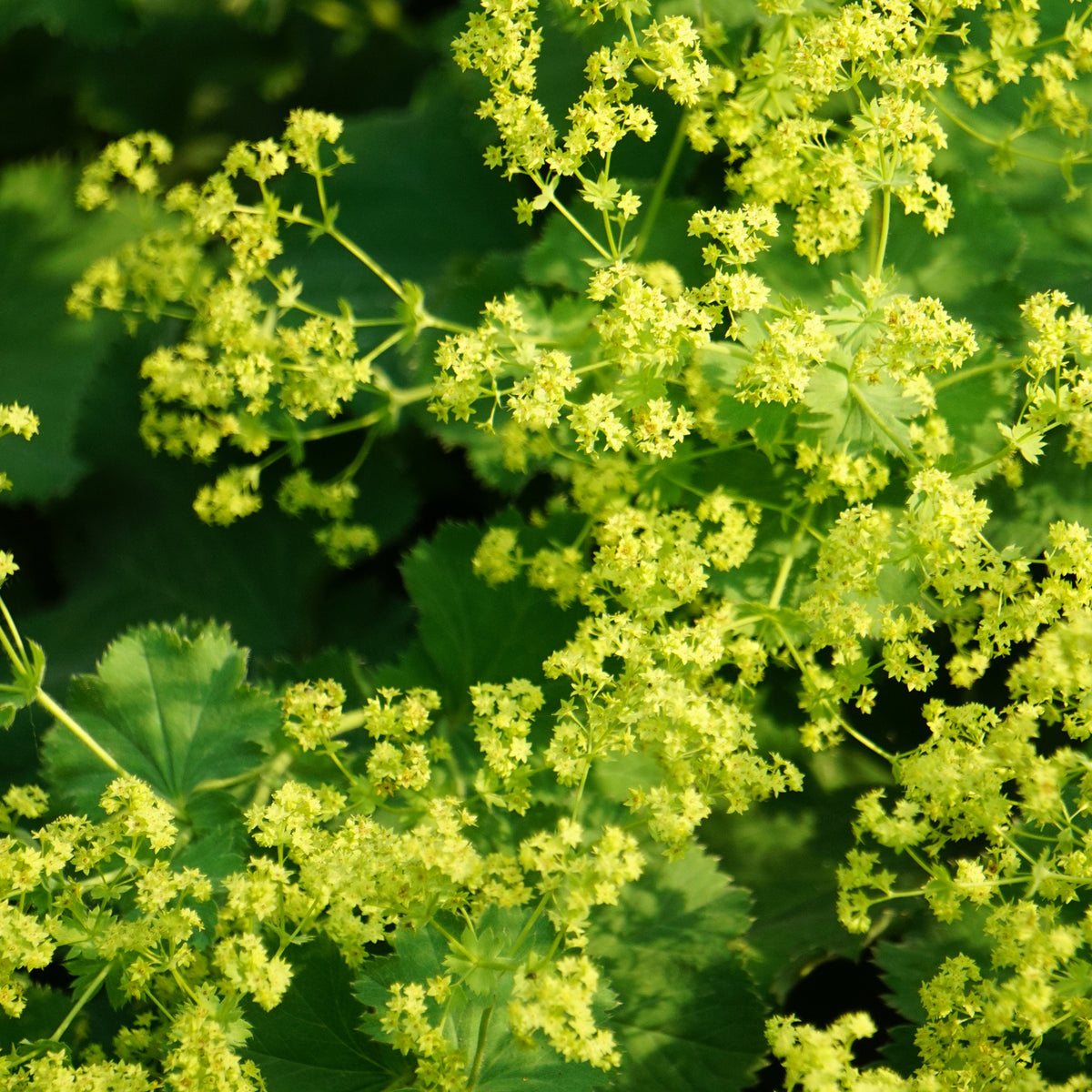 Vrouwenmantel - Alchemilla vulgaris - Bakker