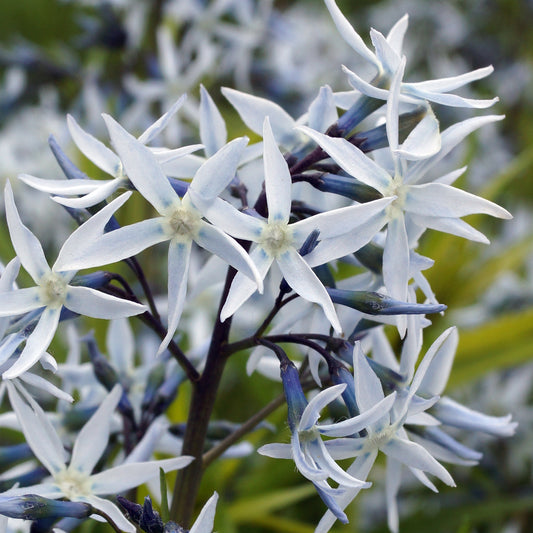 Blauwe ster hubrichtii - Bakker