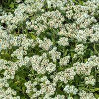 Marokkaanse kamille Sommerschnee - Bakker