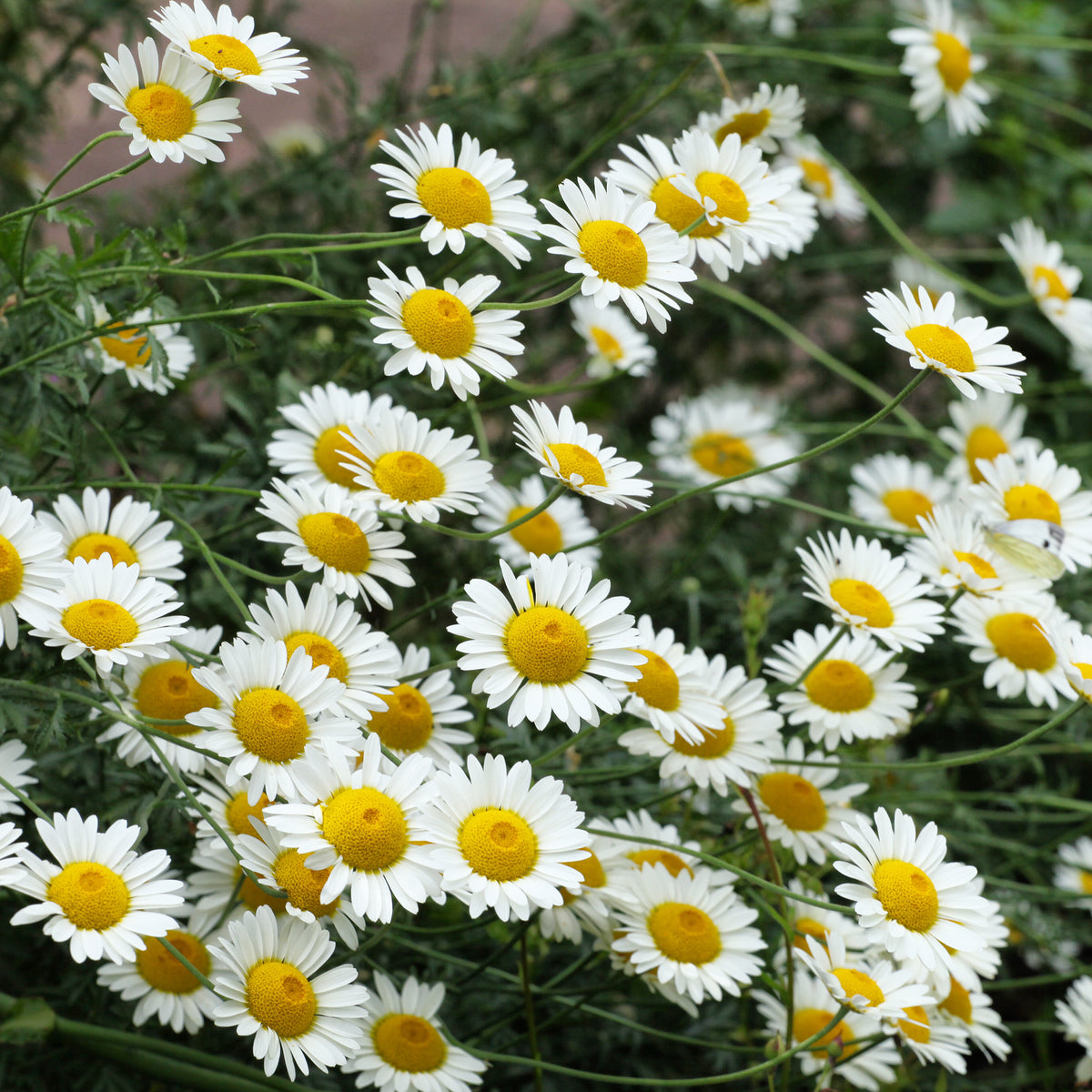 Anthemis x hybrida Sauce Hollandaise - Verfkamille  Sauce Hollandaise - Schijfkamille