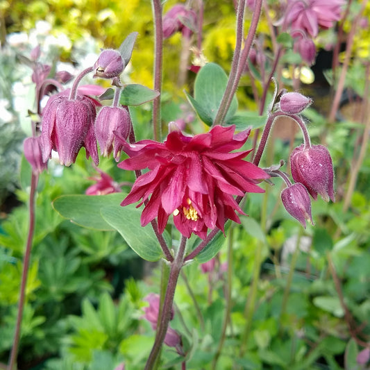 Akelei 'Ruby Port' - Bakker