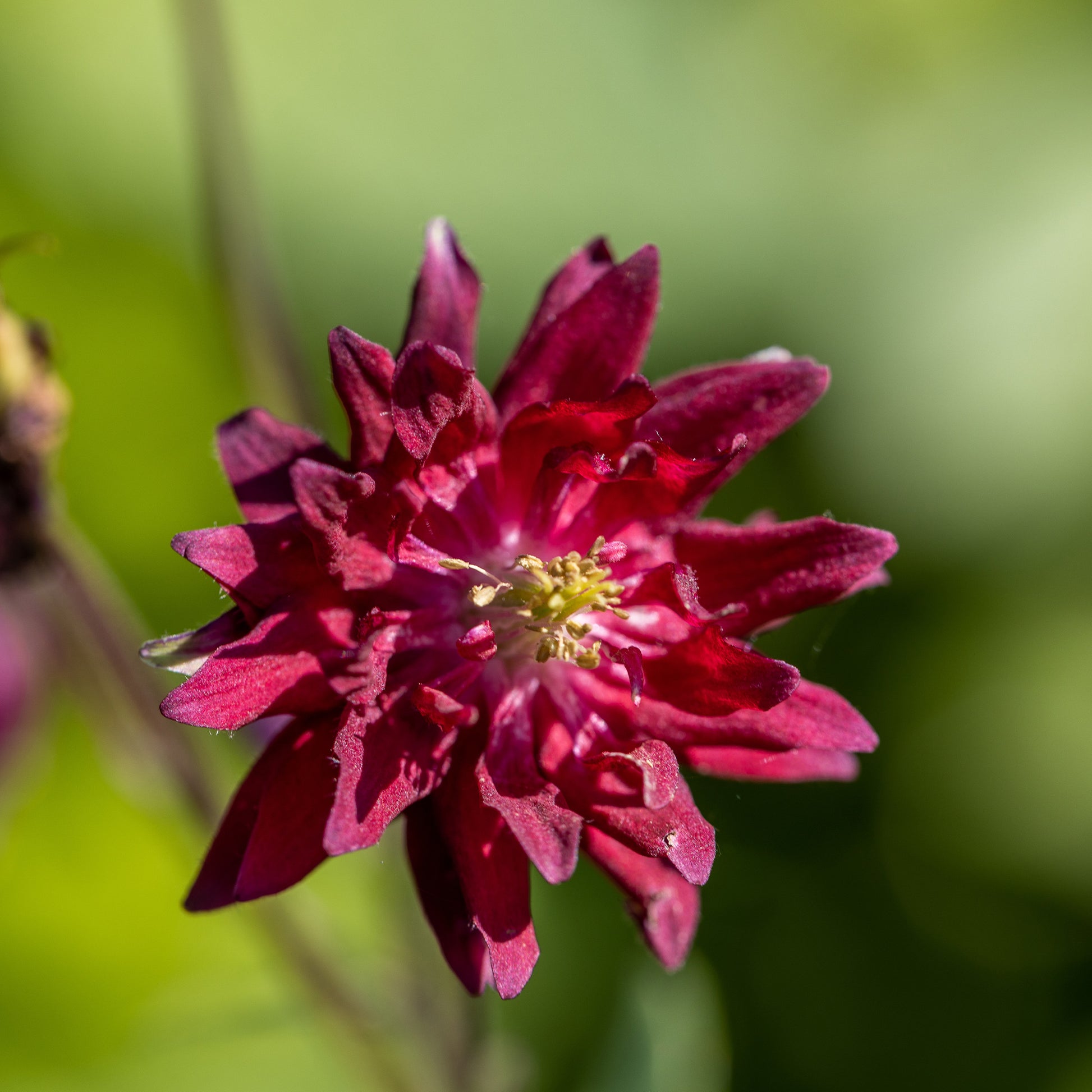 Akelei 'Ruby Port' - Aquilegia vulgaris ruby port - Bakker