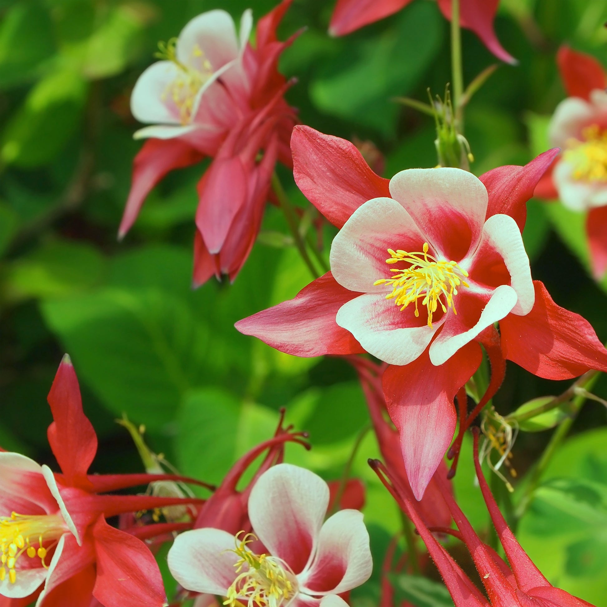 Akelei Crimson Star - Aquilegia crimson star - Bakker