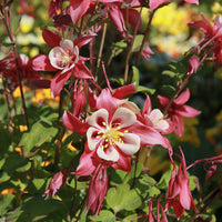 Akelei Crimson Star - Bakker