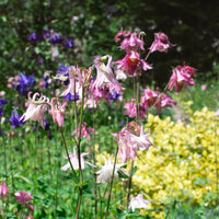 Akelei Heidi - Aquilegia vulgaris heidi - Bakker