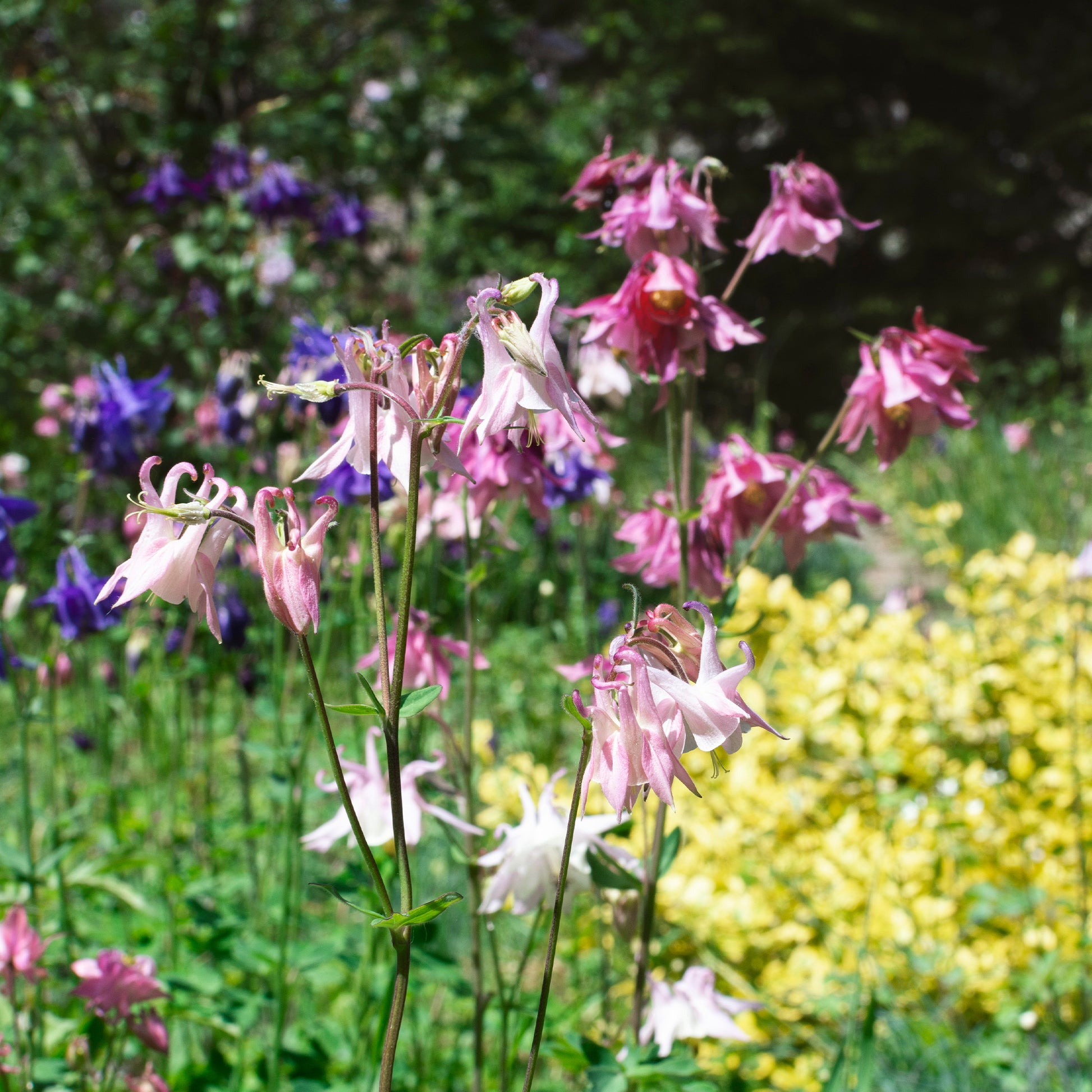 Akelei Heidi - Aquilegia vulgaris heidi - Bakker