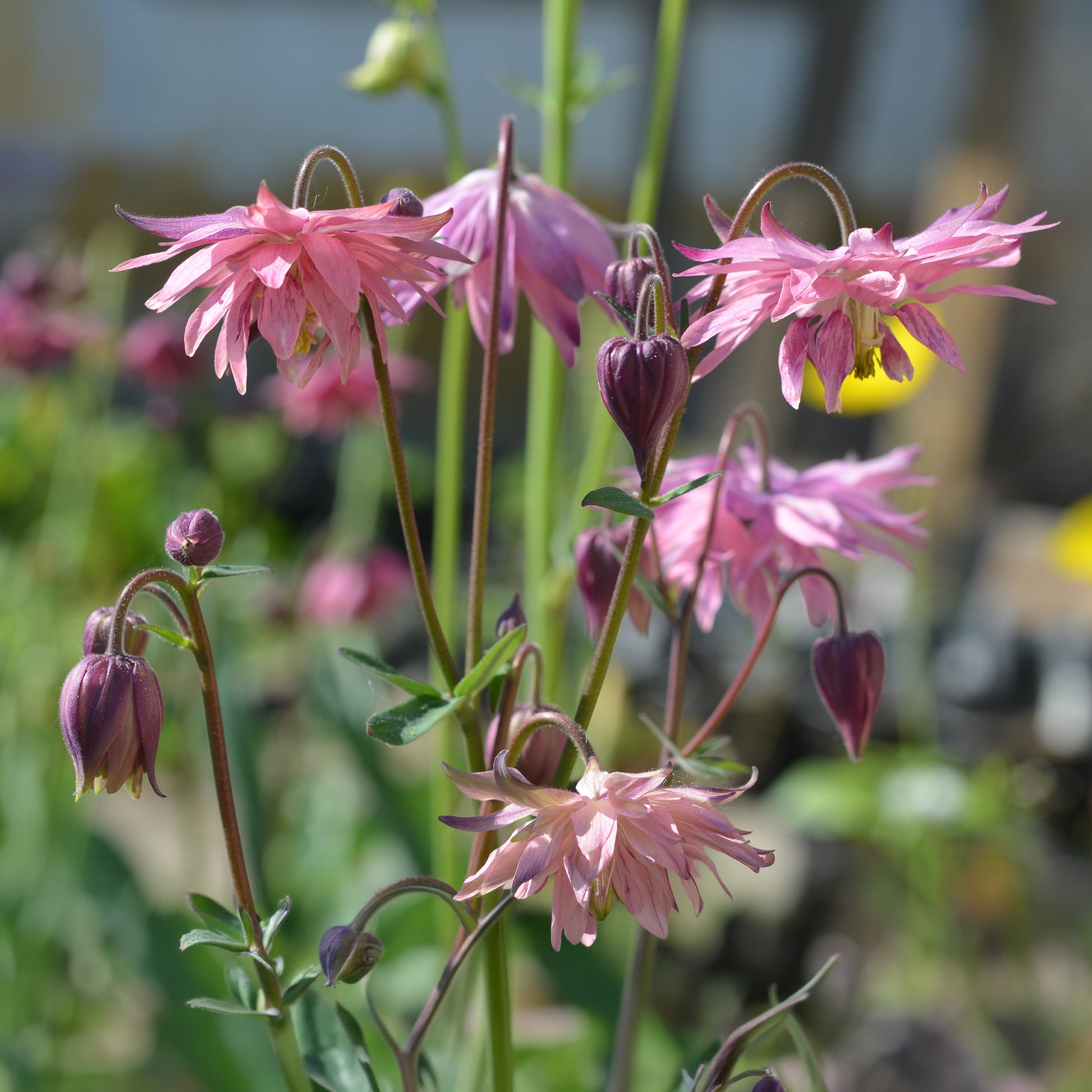 Akelei Barlow Rose - Aquilegia vulgaris Rose Barlow - Bakker